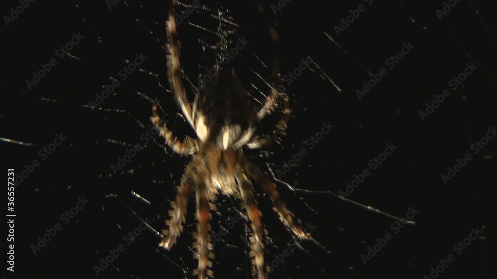 Spinne im Netz Spinne im Netz