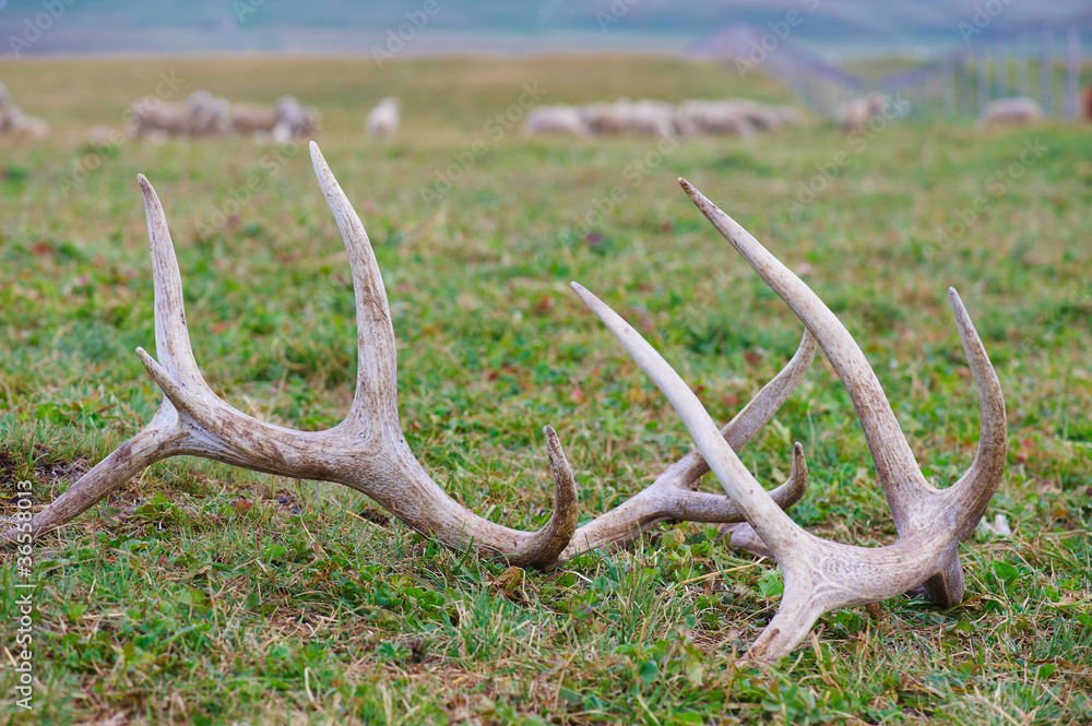 Horns of a deer
