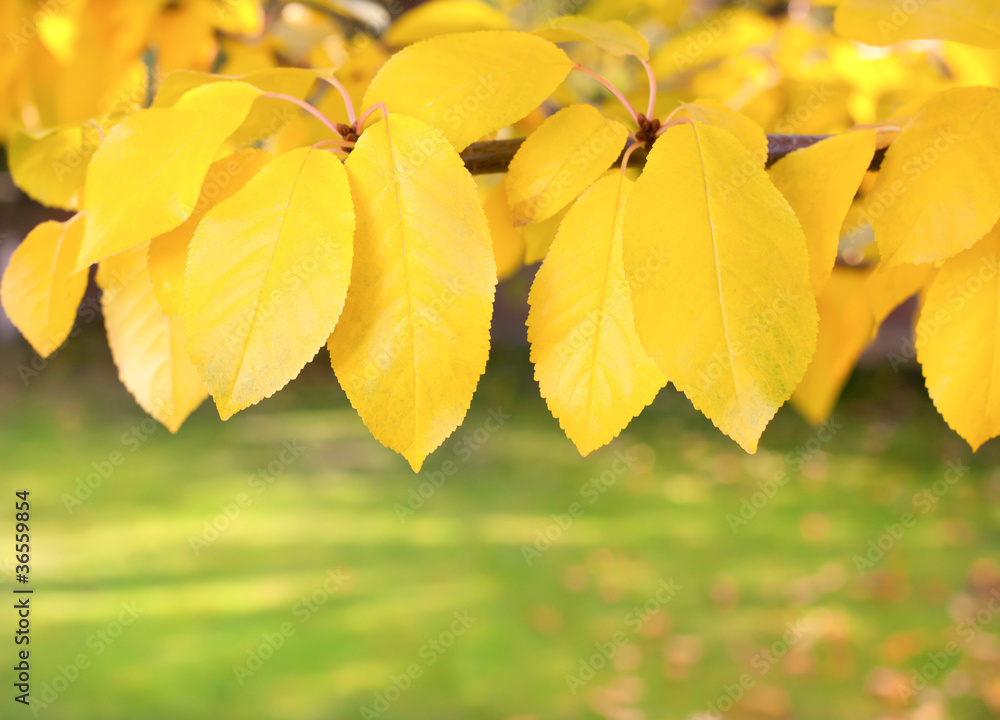 Obraz premium yellow leaves on the branches