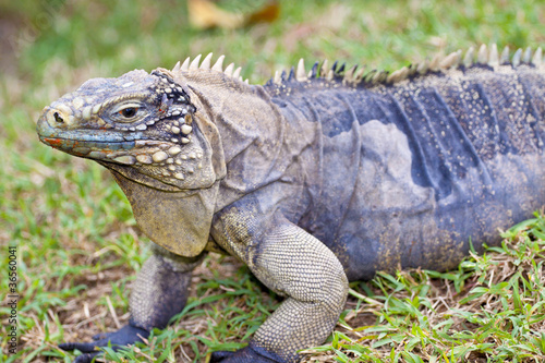 iguana © Foto Factory