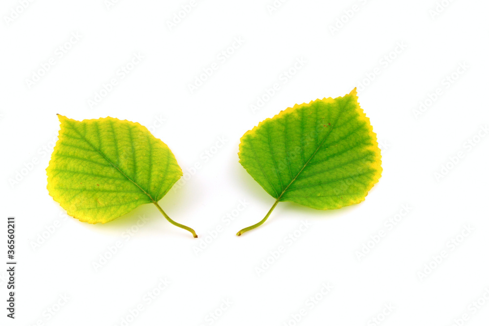 Fototapeta premium Autumn leaves of birch