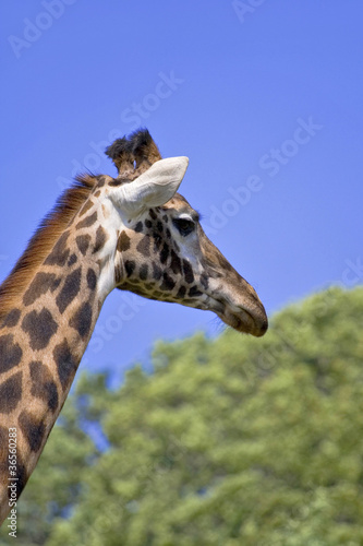 giraffe