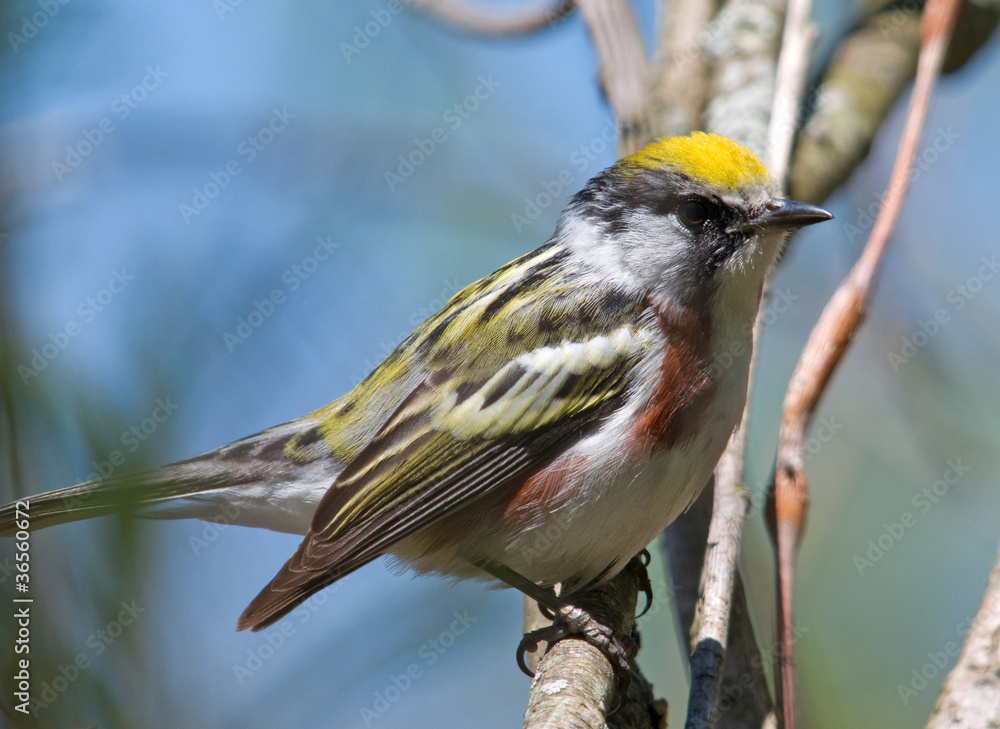 Fototapeta premium Chestnut-sided Warbler