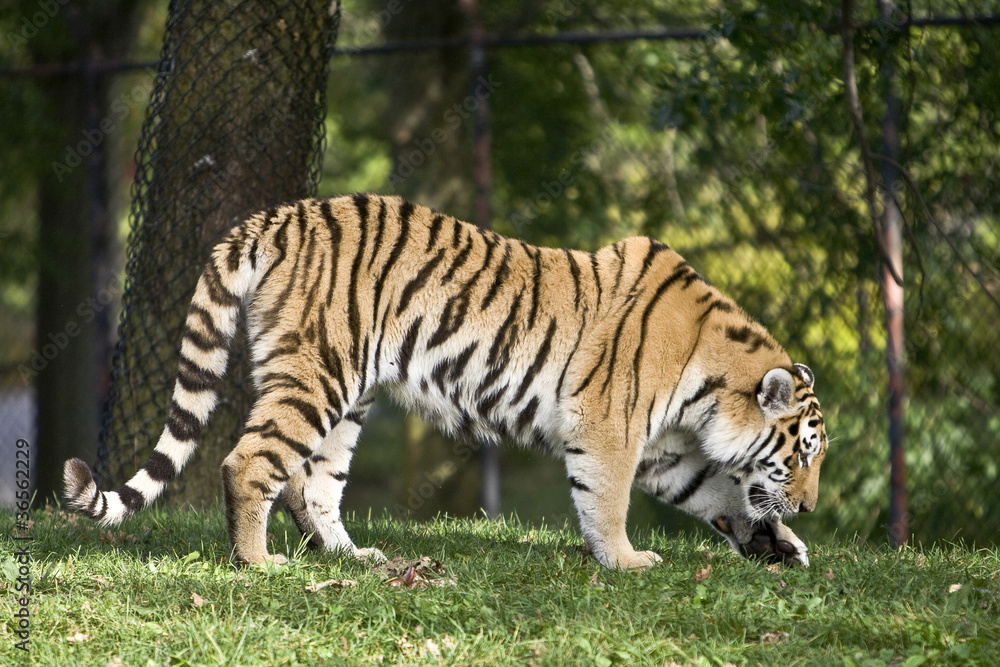 siberian tiger