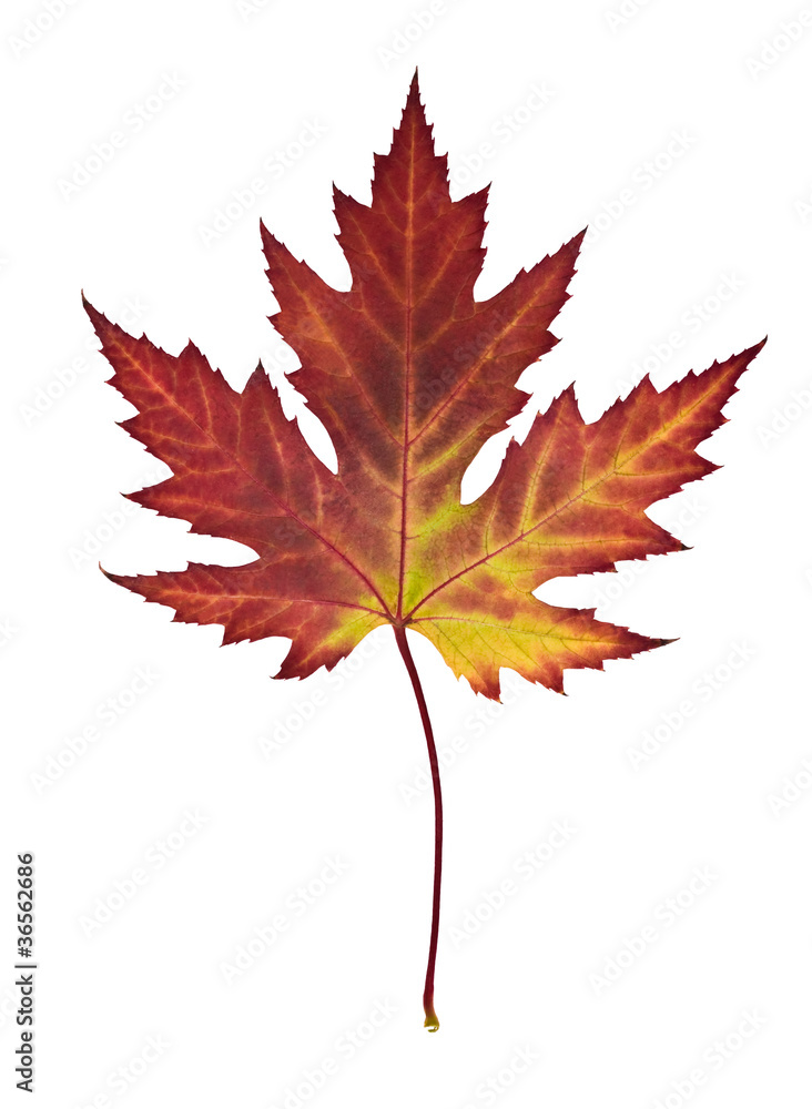 beautiful autumn maple leaf isolated on white background beautiful autumn maple leaf isolated on white background