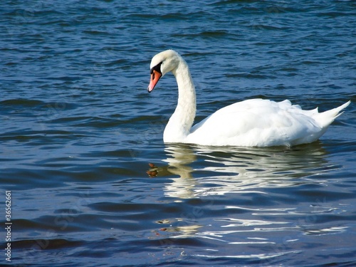 Schwan auf der Ostsee, Boltenhagen, Mecklenburg-Vorpommern, Ostsee, Deutschland, Europa © Carola Vahldiek