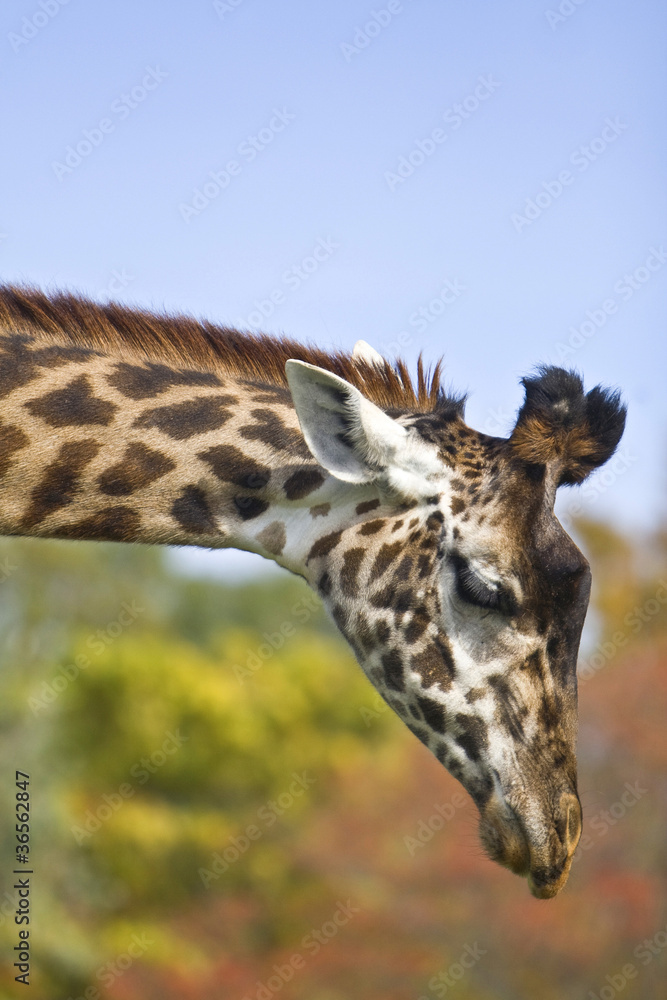 Obraz premium giraffe