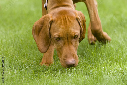 Vizsla dog sniffing the grass