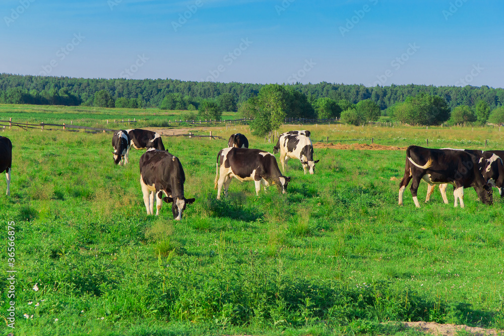 Animals Grazing On a meadow
