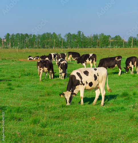 On a meadow Grazing Producing Milk © alma_sacra