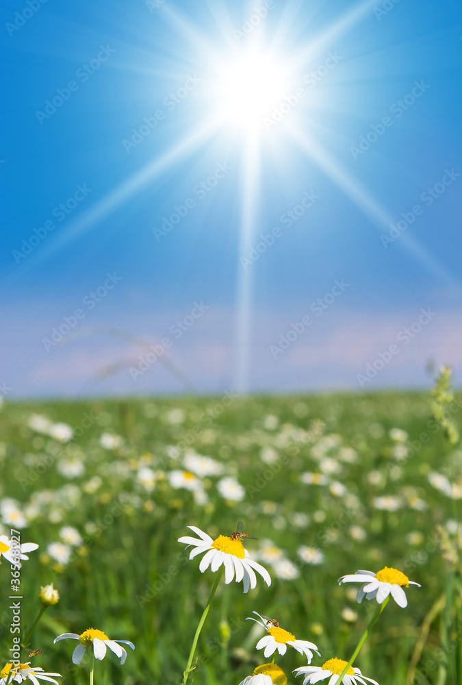 Fototapeta premium Flowers Blooming Summer Beauty