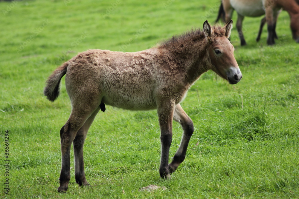 Przewalski Fohlen Przewalski Fohlen
