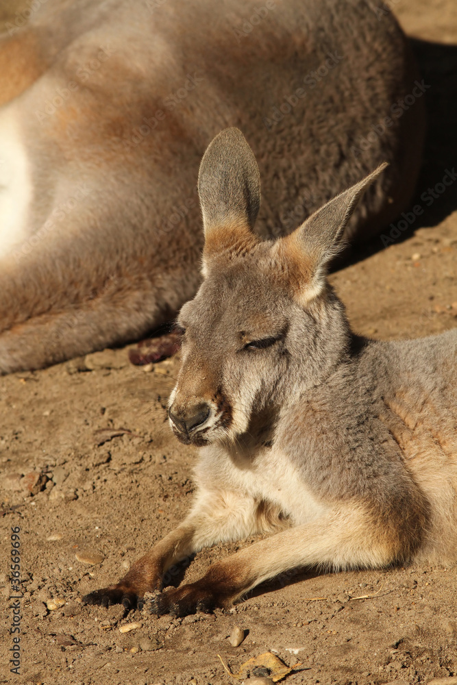 Fototapeta premium Young kangaroo