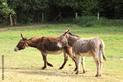 Fototapeta Naklejka Na Ścianę i Meble -  quiet donkey in a field in spring, ane