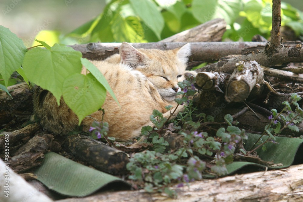 Chat des sables, chat d'Arabie Chat des sables, chat d'Arabie