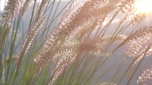Grass in the wind