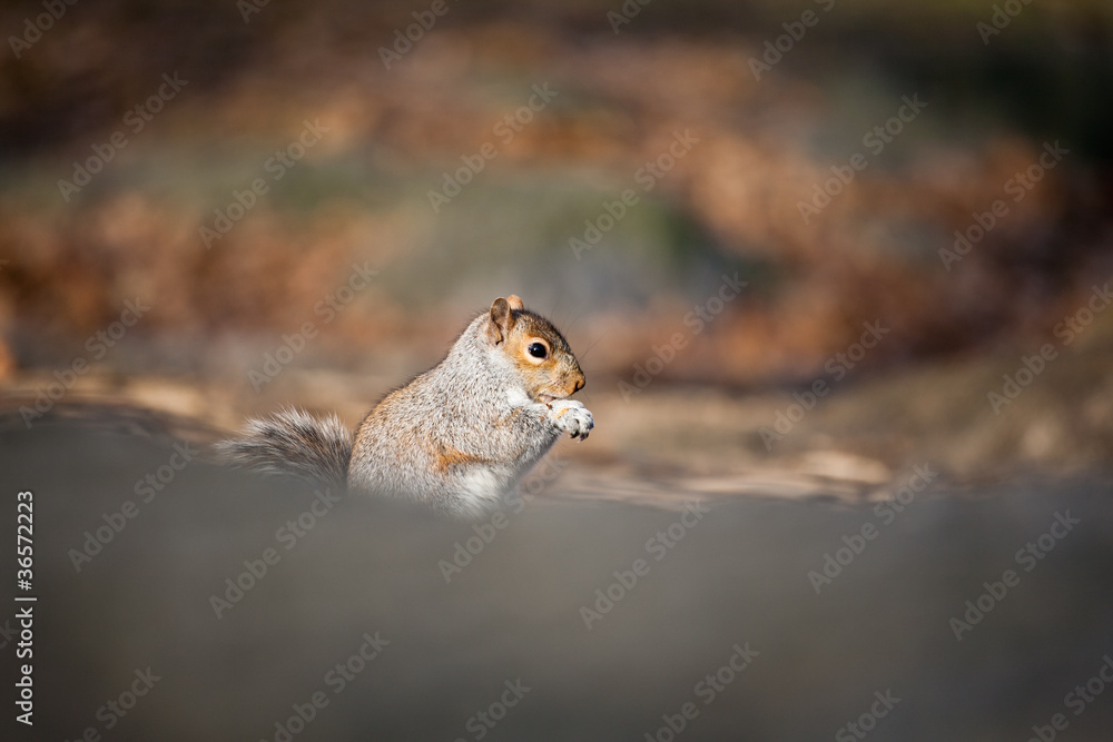Cute squirrel Cute squirrel