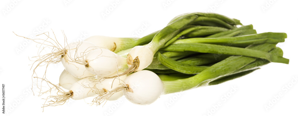 Fototapeta premium Spring Onion