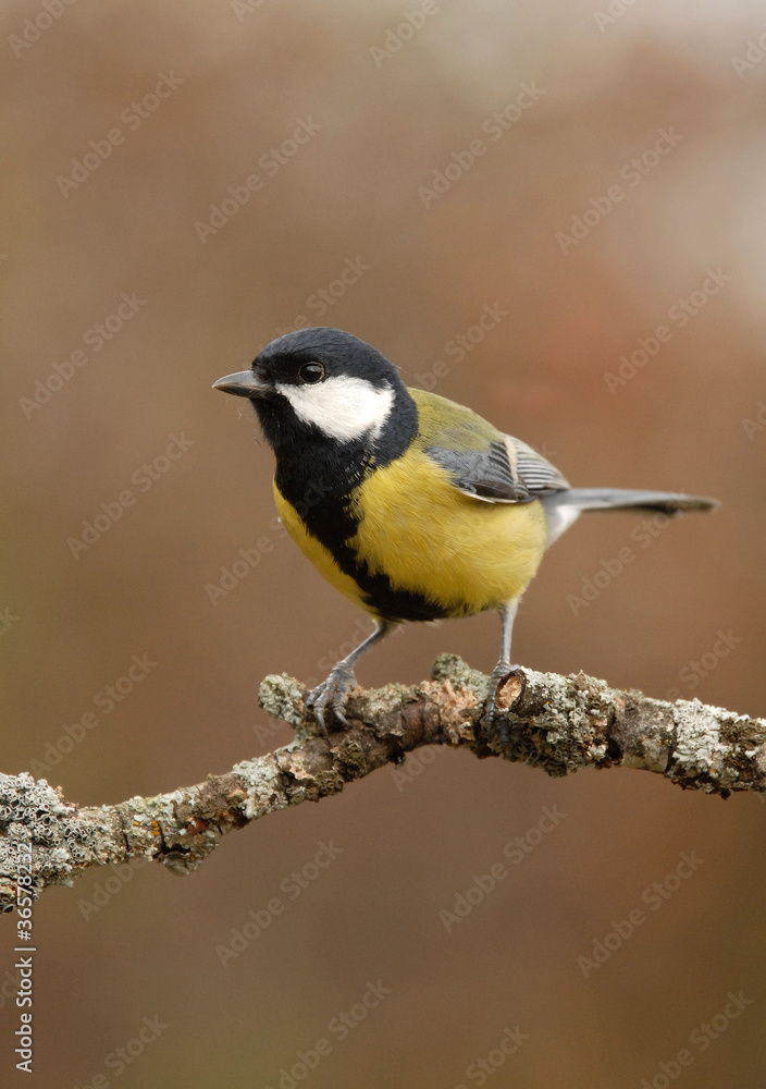 Fototapeta premium Un carbonero