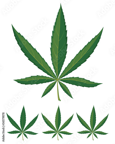 cannabis