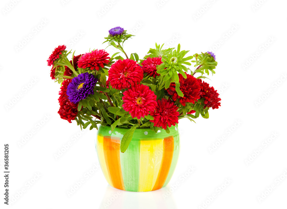 colorful Asters flowers in pot over white background