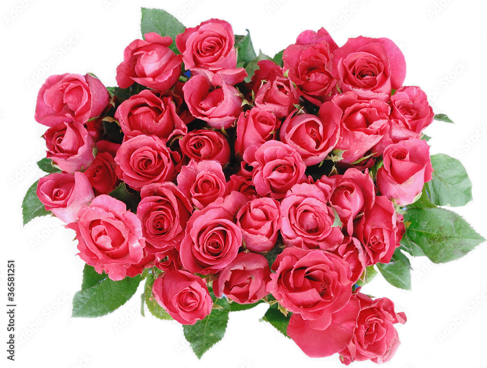 Red roses isolated on the white background Red roses isolated on the white background