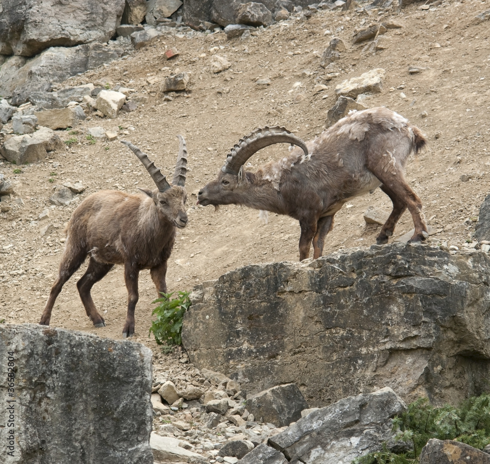 two Alpine Ibex at fight in stony ambiance two Alpine Ibex at fight in stony ambiance
