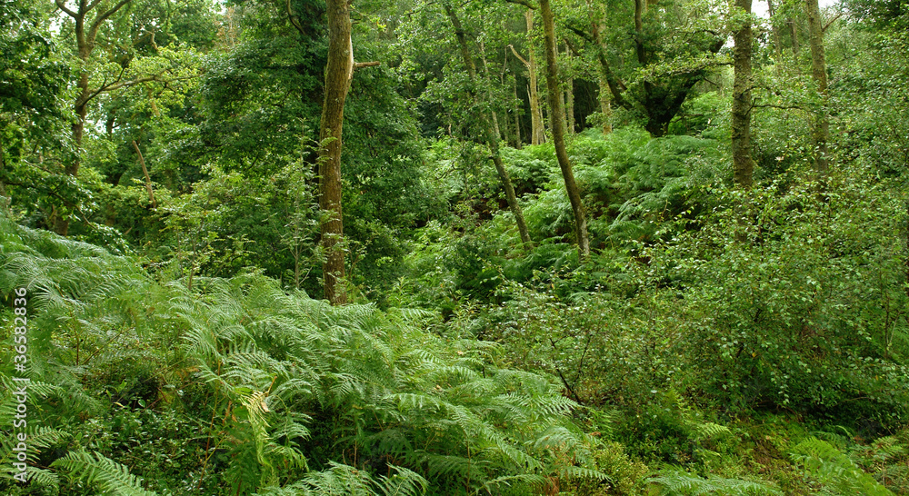 forest at the West Highland Way forest at the West Highland Way