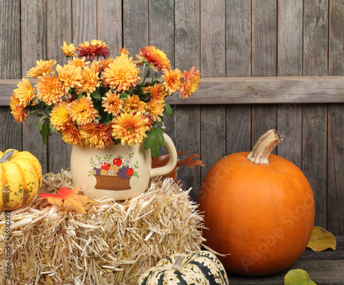 Chrysanthemums and Pumpkin