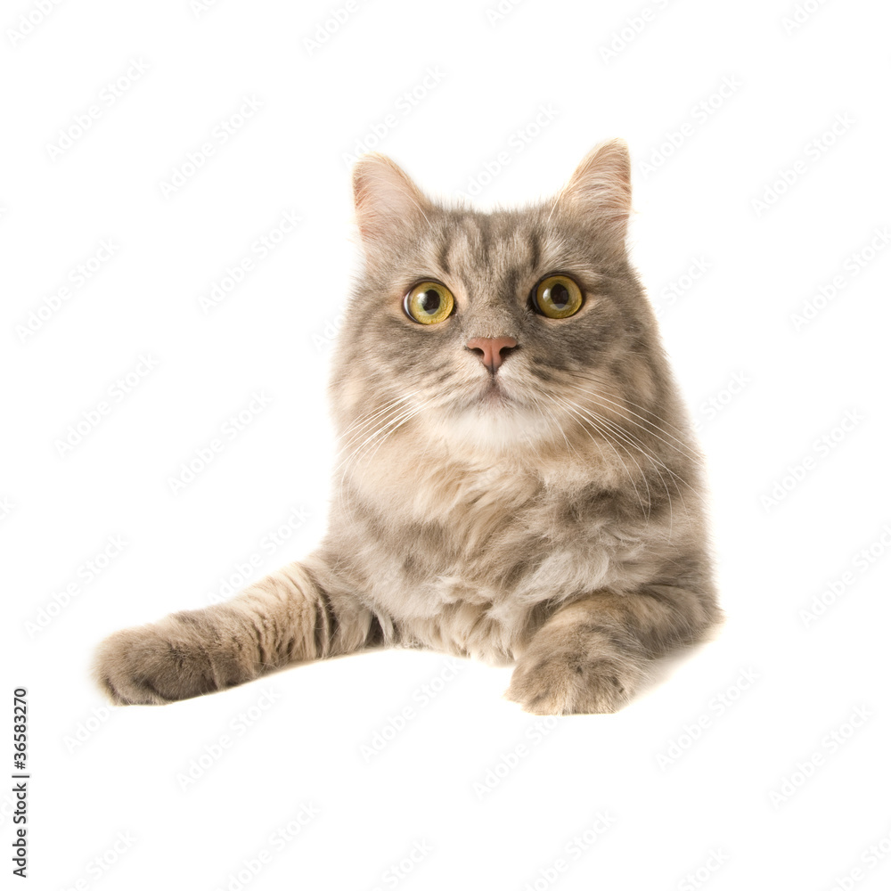 Cat Cat