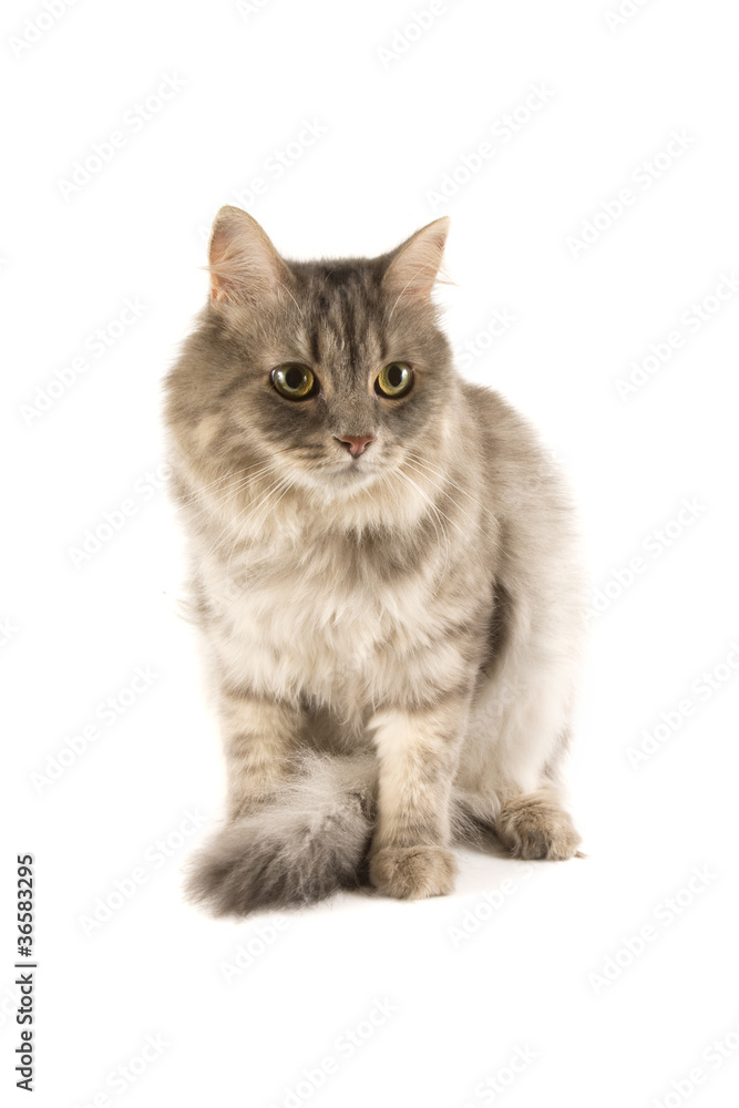 Cat Cat