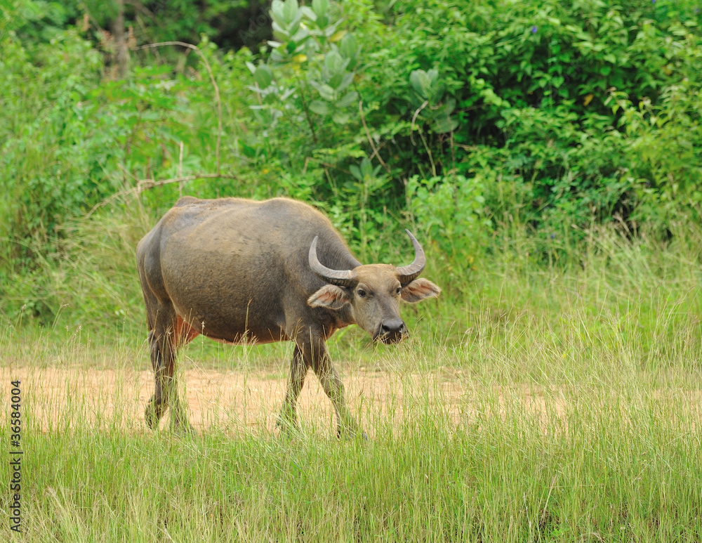 Thai buffalo