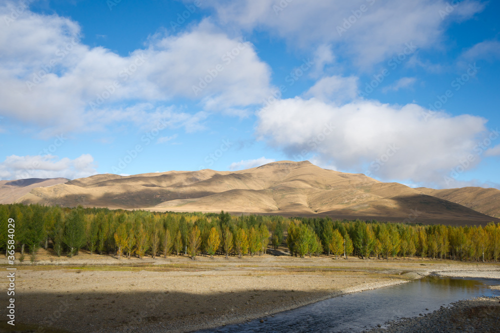 Woods with mountain in autumn, sichuan, china Woods with mountain in autumn, sichuan, china