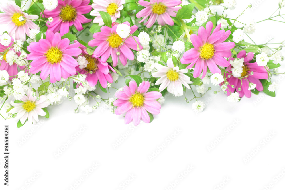 chrysanthemum and haze grass chrysanthemum and haze grass