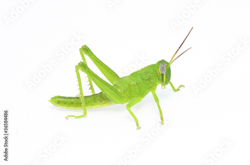 grasshopper © hwongcc