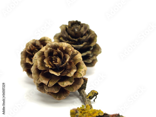 larch cones