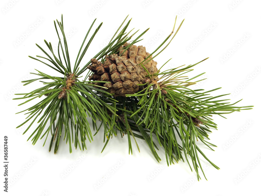 Fototapeta premium Pine branch with cones