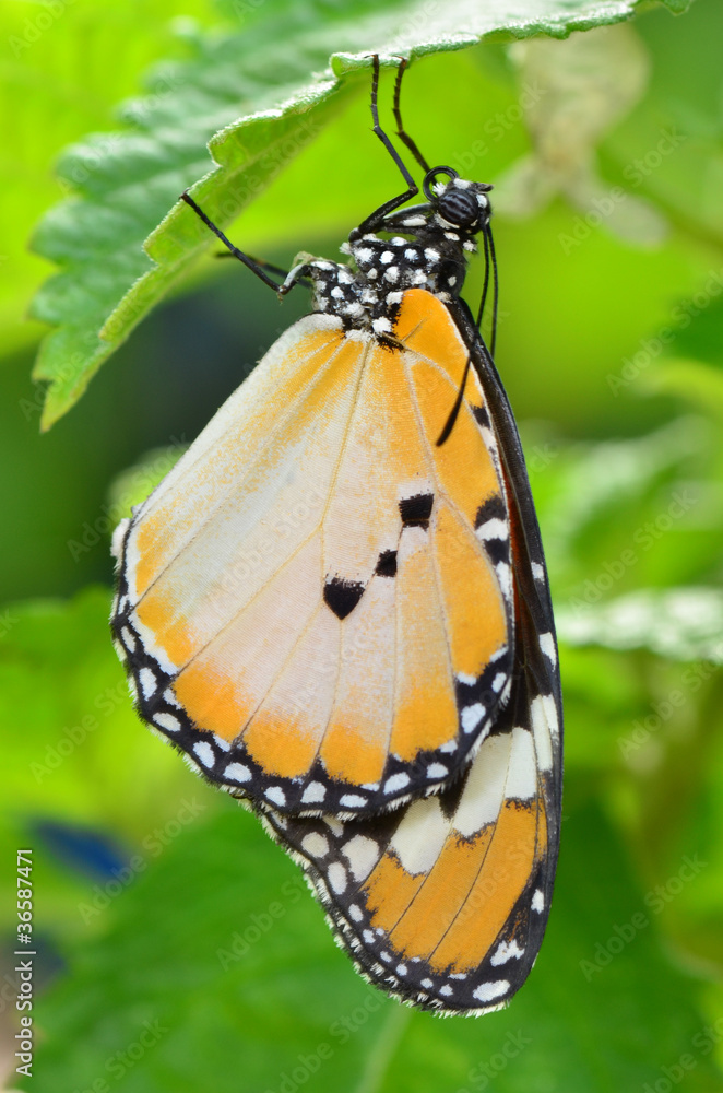 Obraz premium plain tiger butterfly