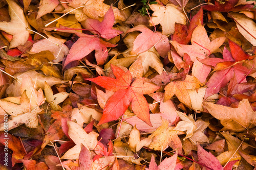 Fallen colorful autumn leaves