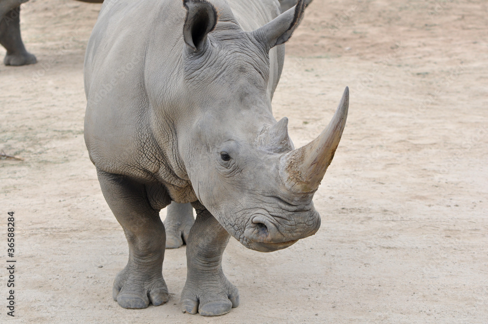 Obraz premium Close up White Rhino