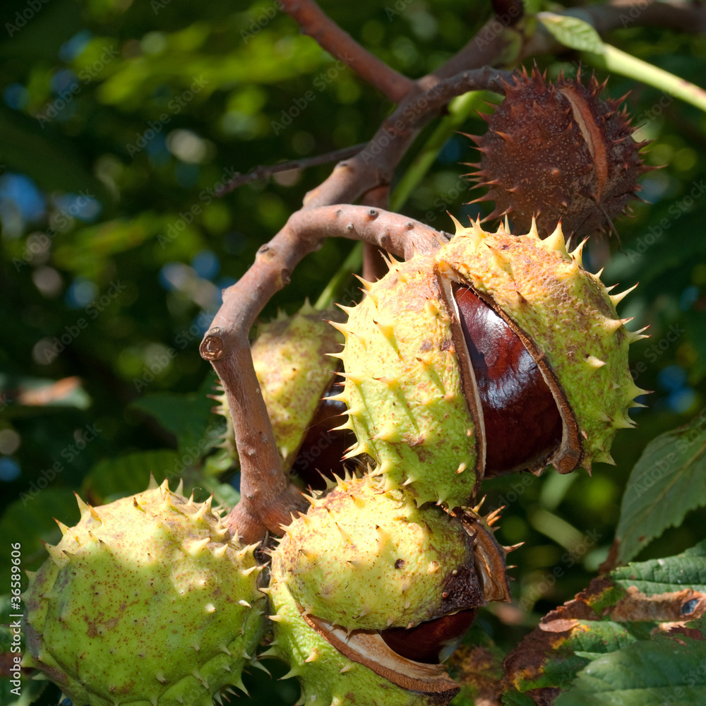 Rosskastanien StockFoto Adobe Stock