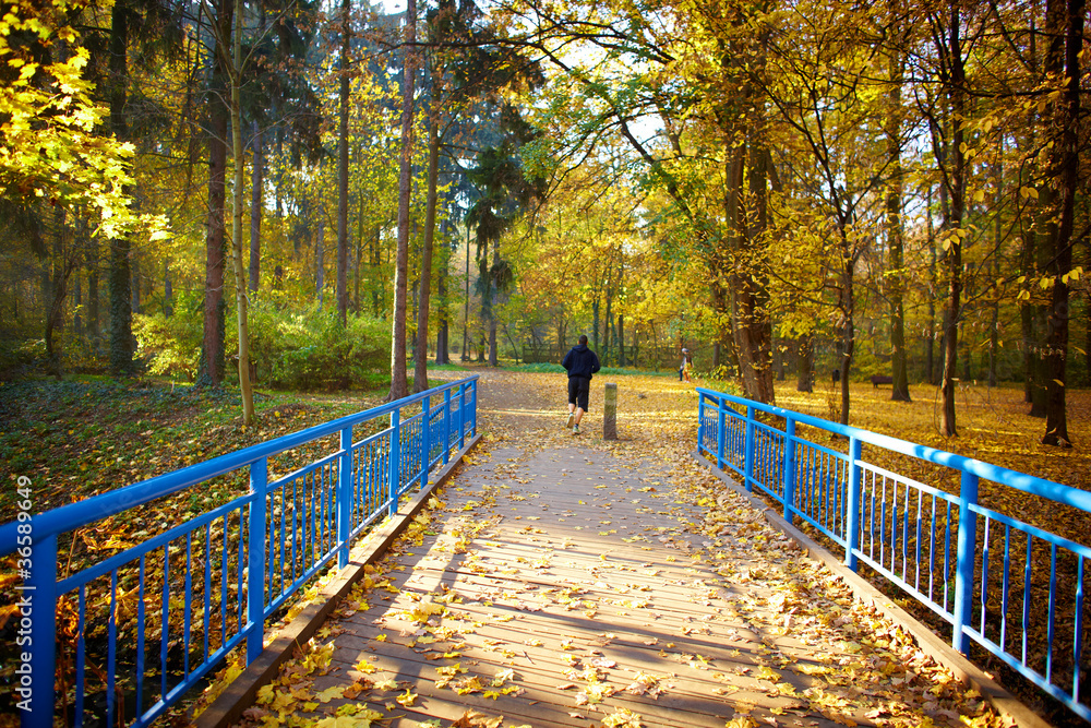 Blue bridge in the forest Blue bridge in the forest