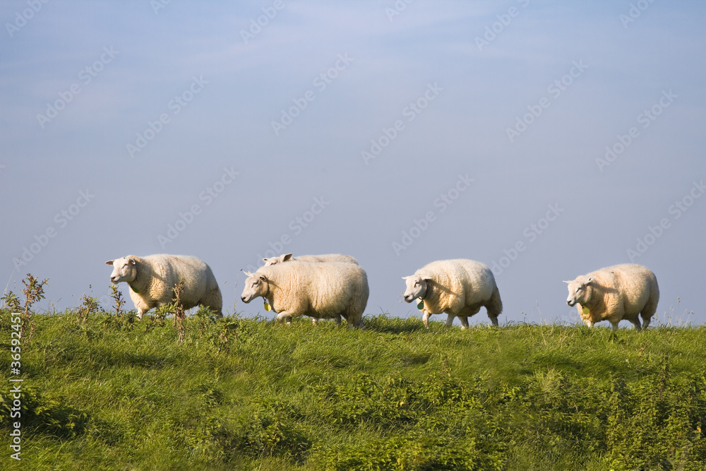 Blue sky, green grass, sheep in a row Blue sky, green grass, sheep in a row