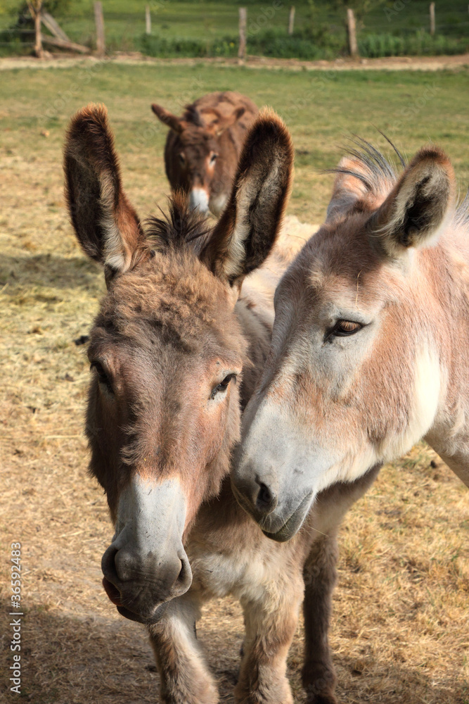 quiet donkey in a field in spring, ane quiet donkey in a field in spring, ane