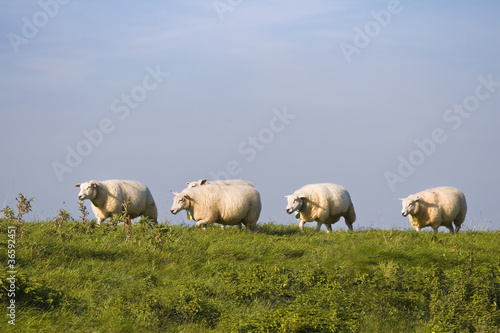 Blue sky, green grass, sheep in a row