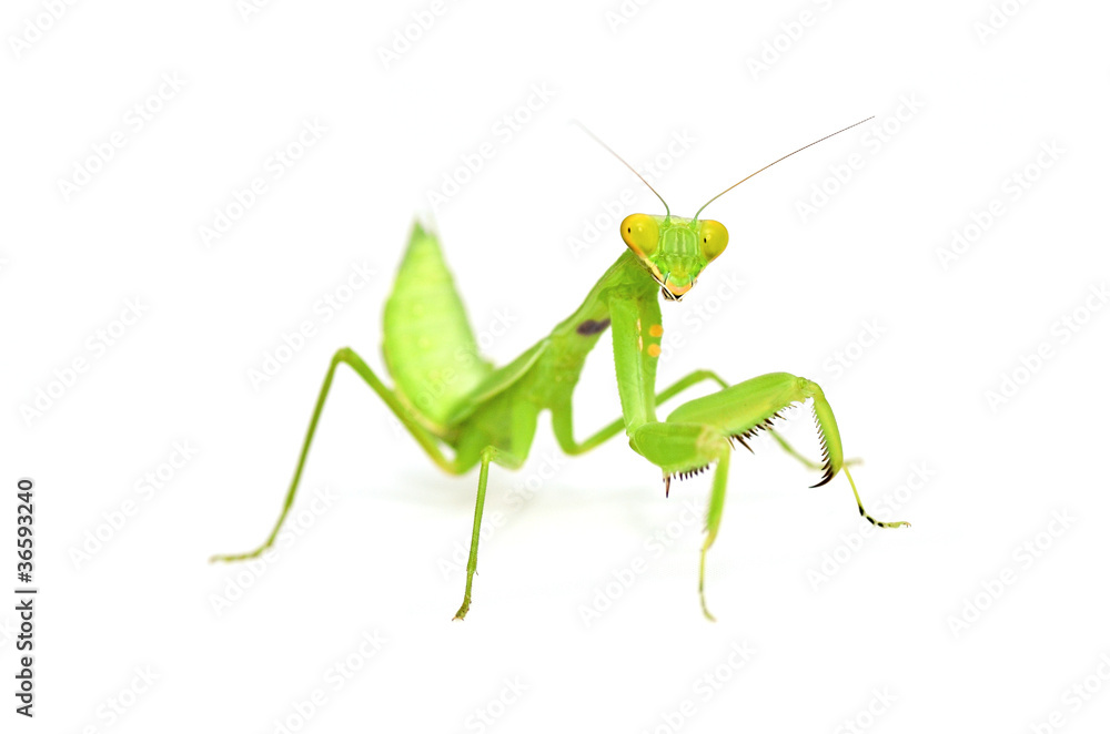 Mantis isolated with white background Mantis isolated with white background