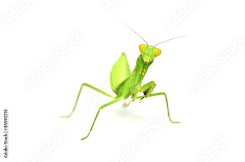 Mantis isolated on white background