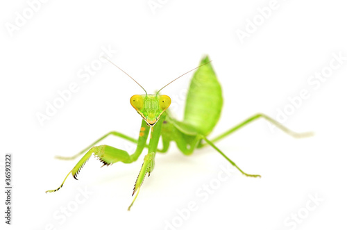 Mantis isolated with white background