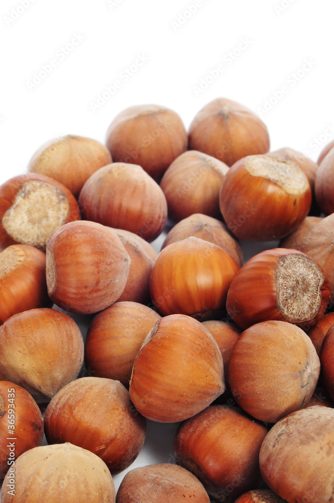 hazelnuts in shell hazelnuts in shell