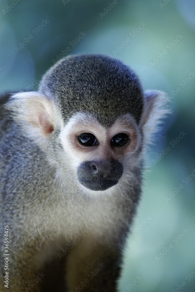 Singes Saimiris de Guyane Singes Saimiris de Guyane